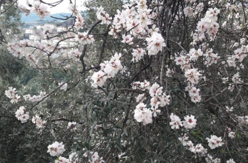 Mandeltræ, det forår i Alanya